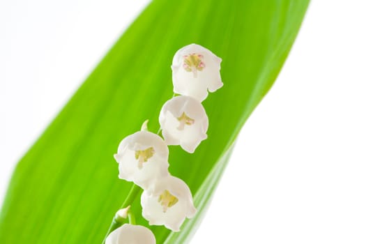 Lilly of the valley