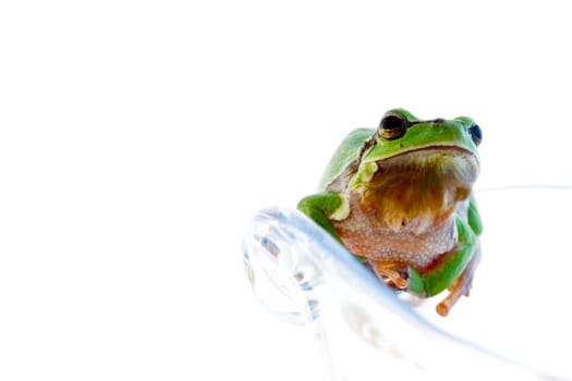 Tree frog