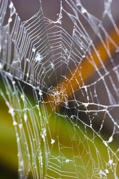 Spider web