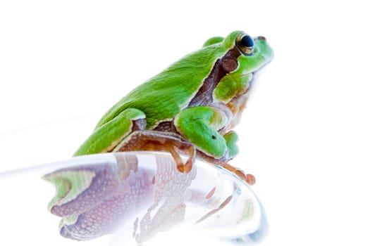 Tree frog