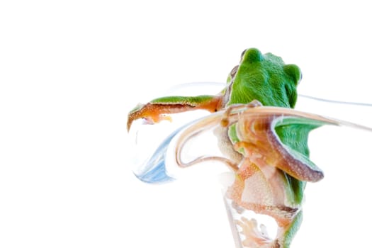 Tree frog