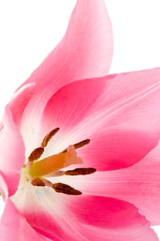 Pink tulip