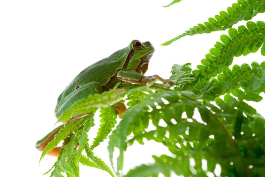 Tree frog