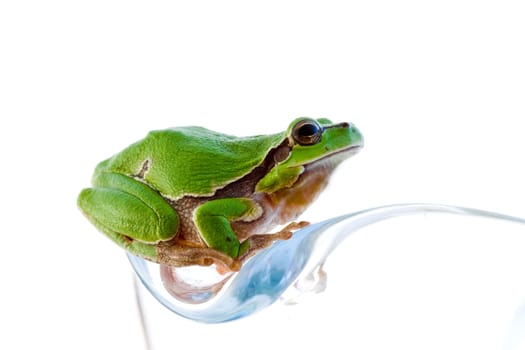 Tree frog