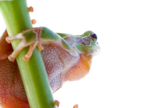 Tree frog