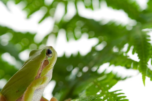 Tree frog