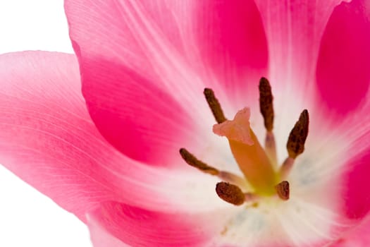 Pink tulip