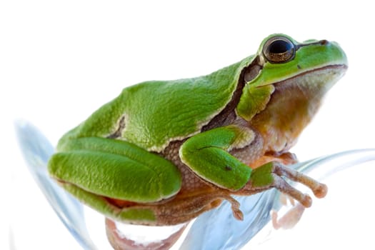 Tree frog