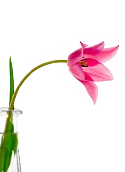 Pink tulip