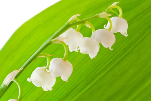 Lilly of the valley