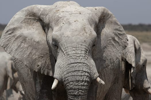 Elephant in Etosha National Park,Namibia