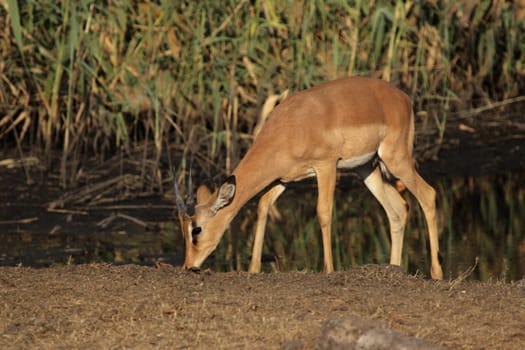 Black-nosed impala at the waterhole in Etosha National Park,Namibia