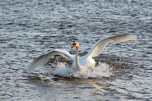 water skiing