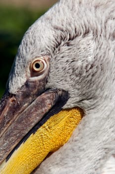 Dalmatian pelican