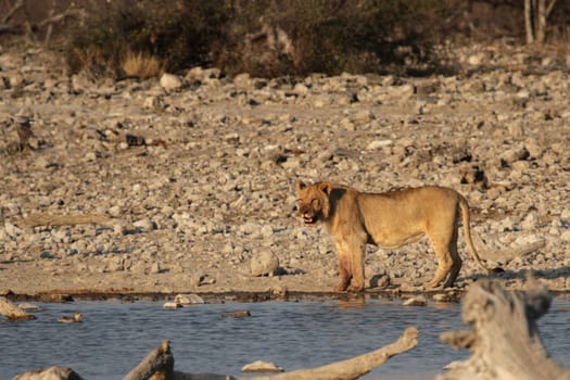 Lion at the waterhole