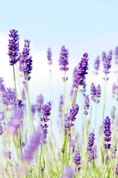Lavender 1