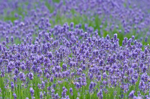 Lavender 4