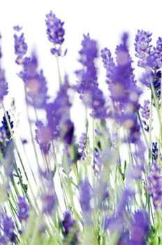 Lavender 2