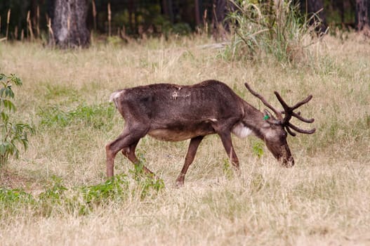 cariboo