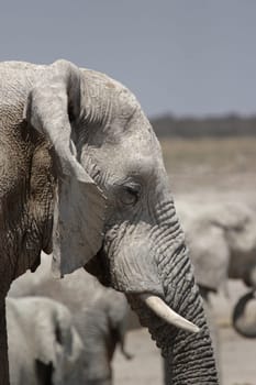Elephant in Etosha National Park,Namibia