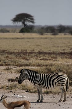 Steppe zebra and springbok in Etosha-Na