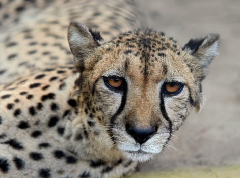 cheetah