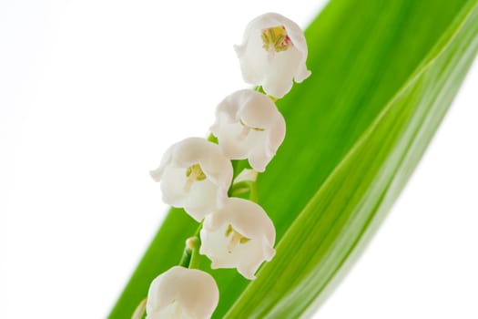 Lilly of the valley