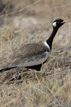 Gackelbustard in Etosha National Park,Namibia