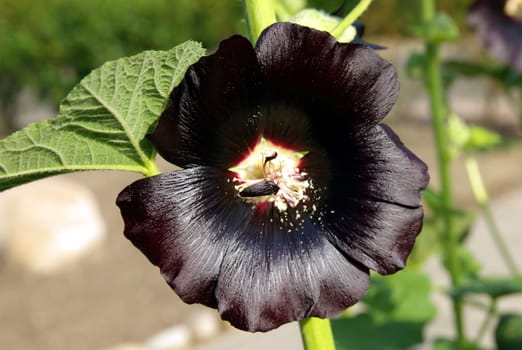 Alcea rosea2