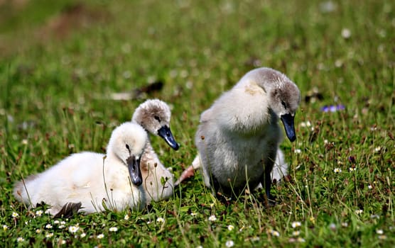 Swan Babies