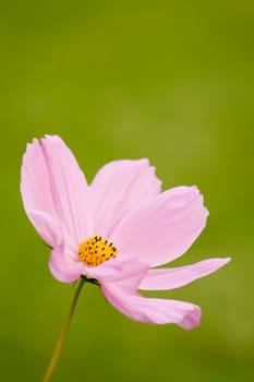 Calyx