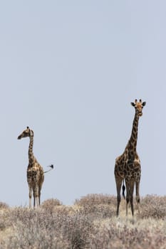 Giraffes in Etosha National Park,Namibia