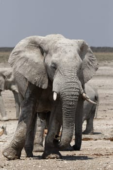 Elephant in Etosha National Park,Namibia