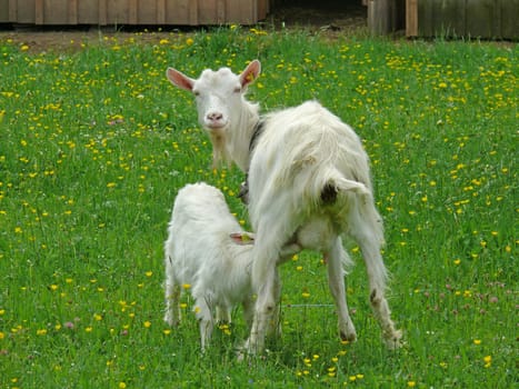 Goat with cub