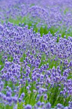 Lavender 6