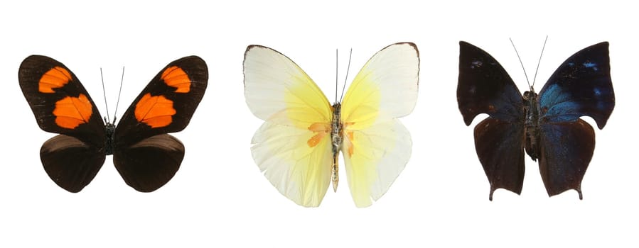 Colorful butterflies