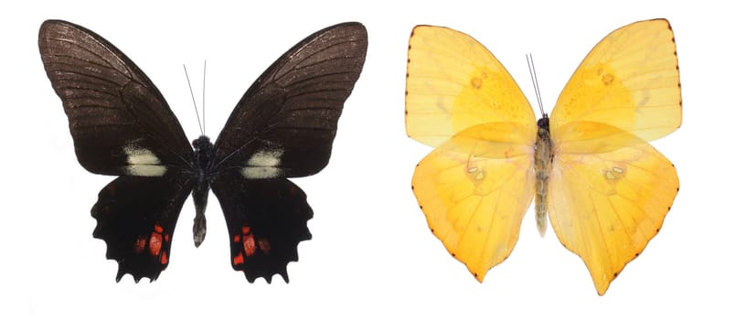 Colorful butterflies