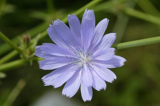 chicory