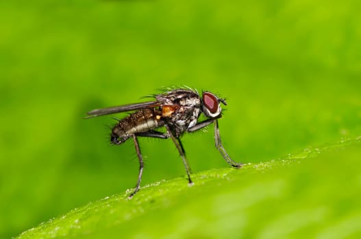 small fly on the leaf