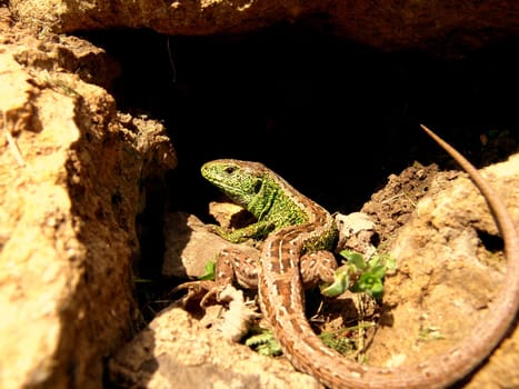 Sand lizard