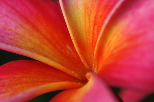 Red frangipani