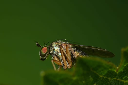 Predatory Fly