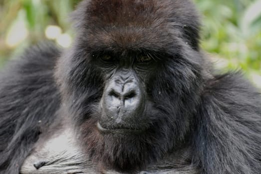 Gorilla in Rwanda