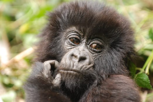 Eye contact with young gorilla