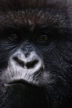 Gorilla Face