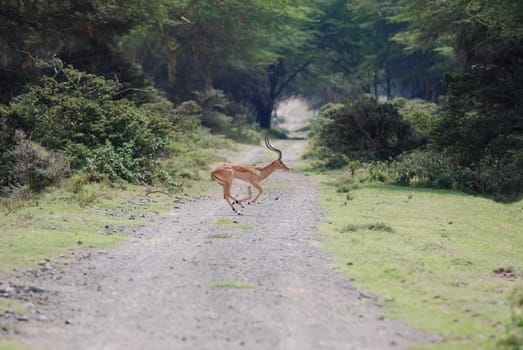 Running Impala Buck
