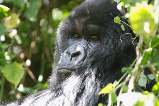 Silverback in the thicket