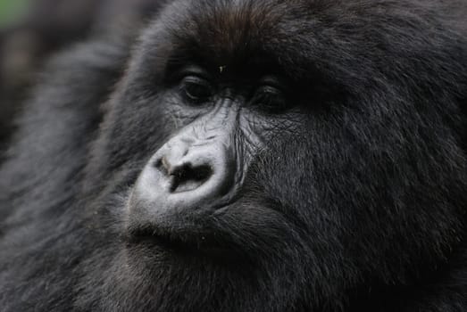 Close-up of a gorilla