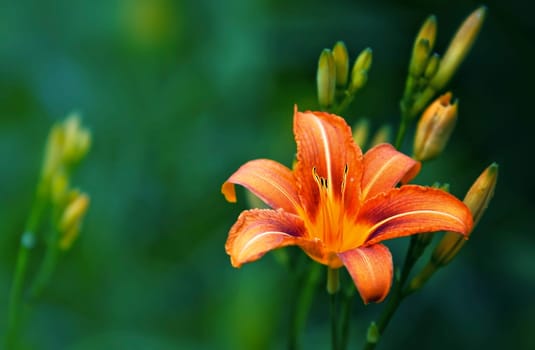 Yellow-red daylily
