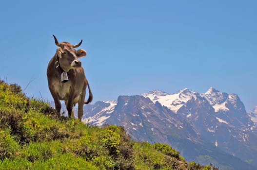 Alpkuh II